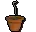 Pineapple sapling